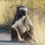 Baboon-800