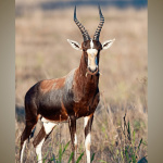 Blesbok-800-w