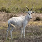 Blesbok-White-800