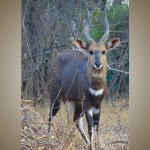 Bushbuck-800