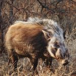 Bushpig-800