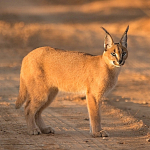 Caracal-800