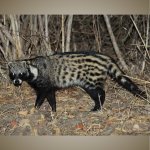 Civet-800