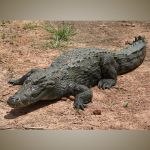 Crocodile-800