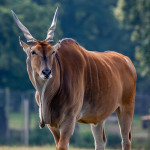 Eland-800