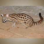 Genet-800