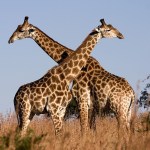 Giraffe-800