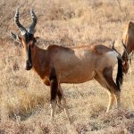 Hartebeest-Red-800