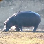 Hippo-800