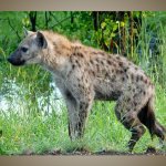 Hyena-800