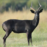 Impala-Black-800