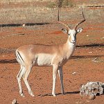 Impala-White-Flank-800