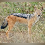 Jackal-800