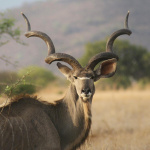 Kudu-800-54-