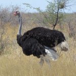 Ostrich-800