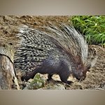 Porcupine-800