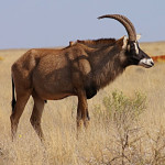 Roan-800
