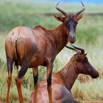 Tsessebe-800
