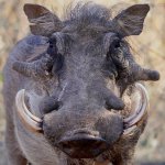 Warthog-800