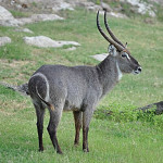 Waterbuck-800