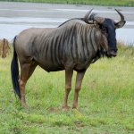Wildebeest-Blue-800