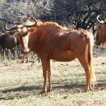 Wildebeest-Golden-800-