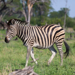 Zebra-800