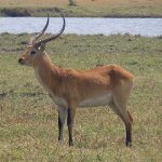 Lechwe-800