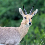 Reedbuck-Mountain-800