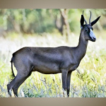 Springbok-Black-800