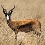 Springbok-Copper-800