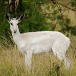 Springbok-White-800