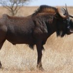 Wildebeest-Black-600x400-1